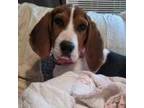 Adopt Lilliwaup (pink collar) a Hound