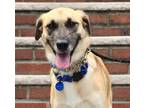 Adopt Ildong a Jindo, Labrador Retriever