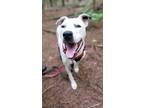 Adopt Freckles a Pit Bull Terrier