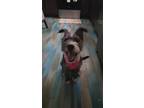Adopt Iris a Cairn Terrier