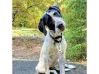 Adopt Margaux 08-0101 a German Shorthaired Pointer