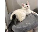 Adopt Caliente 9181 a Domestic Long Hair