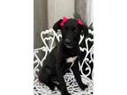 Adopt Nena a Labrador Retriever, Terrier