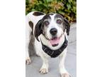 Adopt Babs a Basset Hound