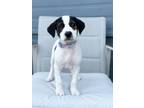 Adopt MN Vikings Litter #1 - Addison a Beagle, Mixed Breed