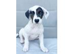 Adopt MN Vikings Litter #1 - Feeney a Beagle, Mixed Breed