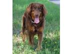 Adopt Cabernet - Foster to Adopt a Australian Shepherd