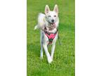 Adopt Prim a Husky, Mixed Breed