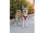 Adopt Prairie a Husky, Mixed Breed