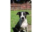 Adopt Beth a Pit Bull Terrier