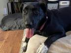 Adopt Starlight a Australian Shepherd, Shepherd
