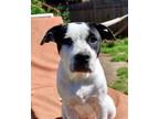 Adopt Alyson a Pit Bull Terrier