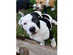 Adopt Shannon a Pit Bull Terrier