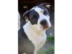 Adopt Natalie a Pit Bull Terrier