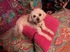 Adopt Roselia ( Dame Roselia Mushroom ) a Bichon Frise