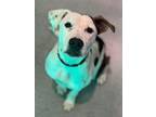 Adopt Spaghetti a Pit Bull Terrier, Mixed Breed