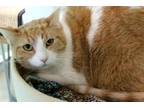 Adopt Cali a Domestic Short Hair