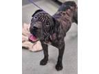 Adopt Dumpling a Shar-Pei, Mixed Breed