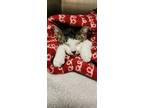 Adopt Mipha a Domestic Short Hair