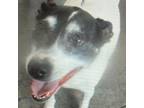 Adopt Pixie a Rat Terrier