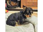 Adopt Mitzi a Schnauzer