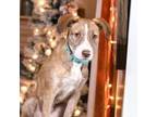 Adopt Piper a Pit Bull Terrier