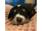 Adopt Blaine a Golden Retriever, Poodle