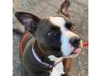 Adopt Phoebe a Pit Bull Terrier