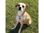 Adopt Sloane a Boxer