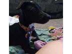 Adopt Kirby a Black Labrador Retriever