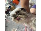 Adopt Bliss a Shih Tzu