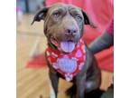 Adopt Ginny a Pit Bull Terrier