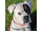 Adopt Ella a Boxer