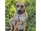 Adopt Journey a Pit Bull Terrier, Mixed Breed