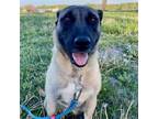 Adopt Helgi a Akita