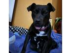 Adopt Eve a Pit Bull Terrier