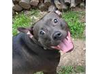 Adopt Corriander a Pit Bull Terrier