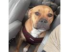 Adopt Birgitte a Pit Bull Terrier