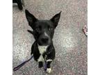 Adopt Brynne a Border Collie, Shepherd