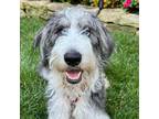 Adopt Brookie a Poodle, Husky