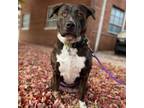 Adopt Charlotte a Pit Bull Terrier