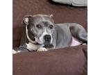 Adopt Roxie a Pit Bull Terrier