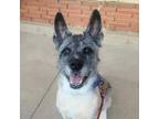 Adopt Maisy a Akita