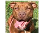Adopt Esme a Pit Bull Terrier