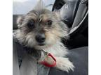 Adopt Marble a Mixed Breed