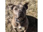 Adopt Lyla a Pit Bull Terrier