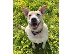 Adopt Izzy a Australian Cattle Dog / Blue Heeler