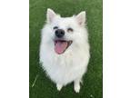 Adopt Zumi * Bonded With Kiko * a American Eskimo Dog