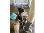 Adopt Lone Star a Domestic Short Hair, Russian Blue
