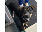 Adopt Riot a Siberian Husky, Rottweiler